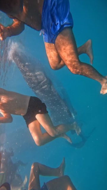 YES! My soul left the body, but he was a cutie.
Philippines I am coming again….
———————————————————————————————
.
.
.
.
.
#freediver #sealife #traveladdict #philippines #sharkwhale