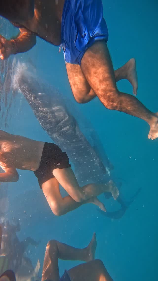 YES! My soul left the body, but he was a cutie.
Philippines I am coming again….
———————————————————————————————
.
.
.
.
.
#freediver #sealife #traveladdict #philippines #sharkwhale
